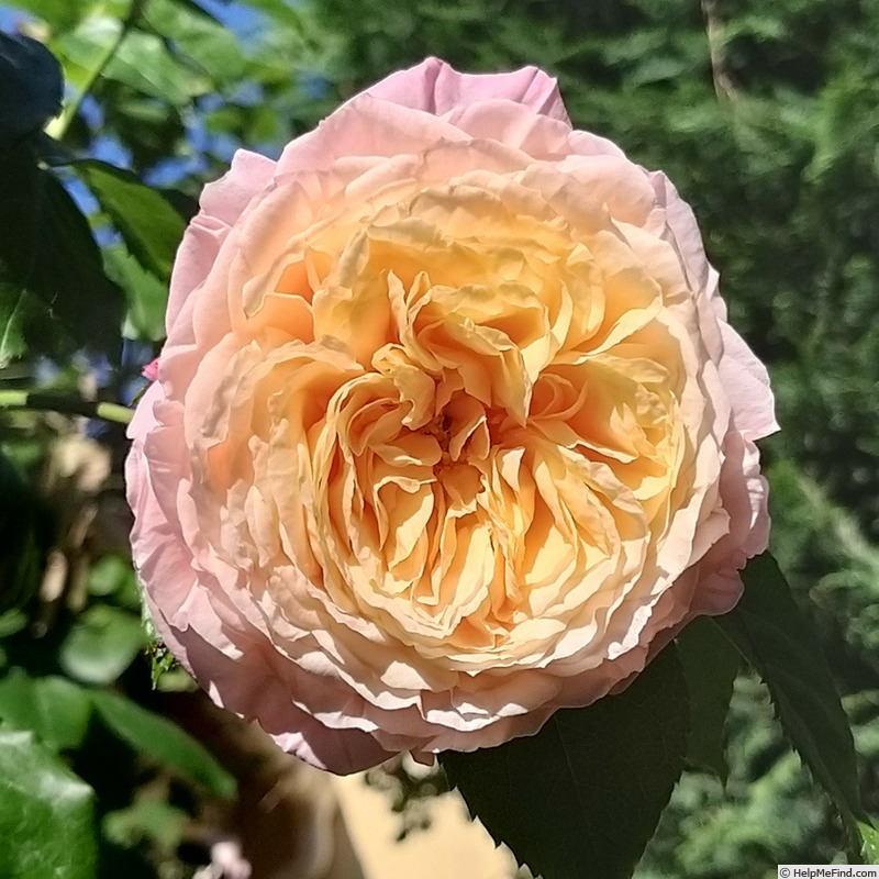 'Domaine de Chantilly®' rose photo