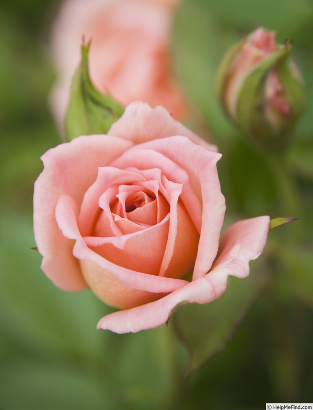 'Baby Darling' rose photo