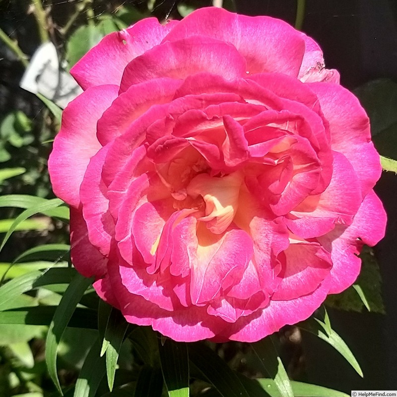 'Bolshoï ® (hybrid tea, Meilland, 1996)' rose photo