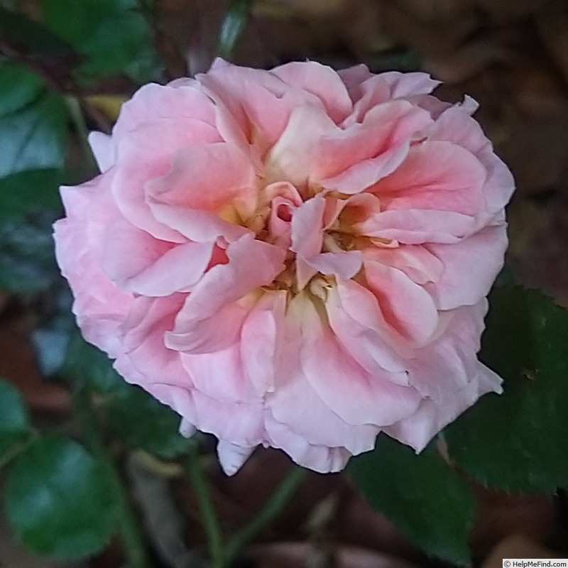 'Impala ® (floribunda, Kordes, 2007/19)' rose photo