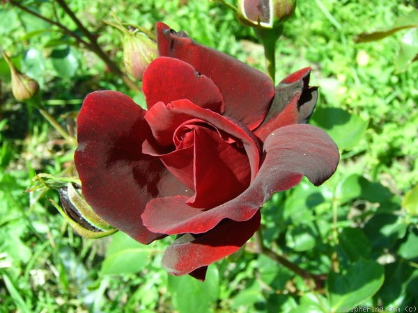 'Le Rouge et le Noir' rose photo