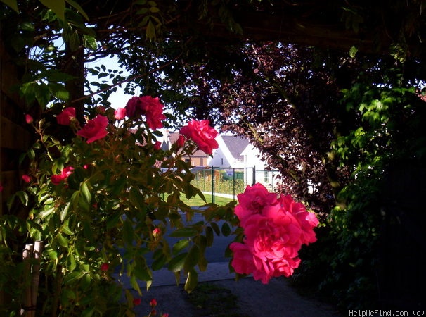 'Gites de France' rose photo