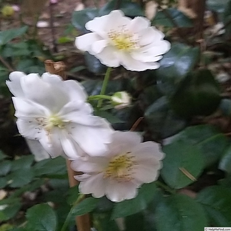 'Utopia ® (floribunda, Delbard 2012)' rose photo