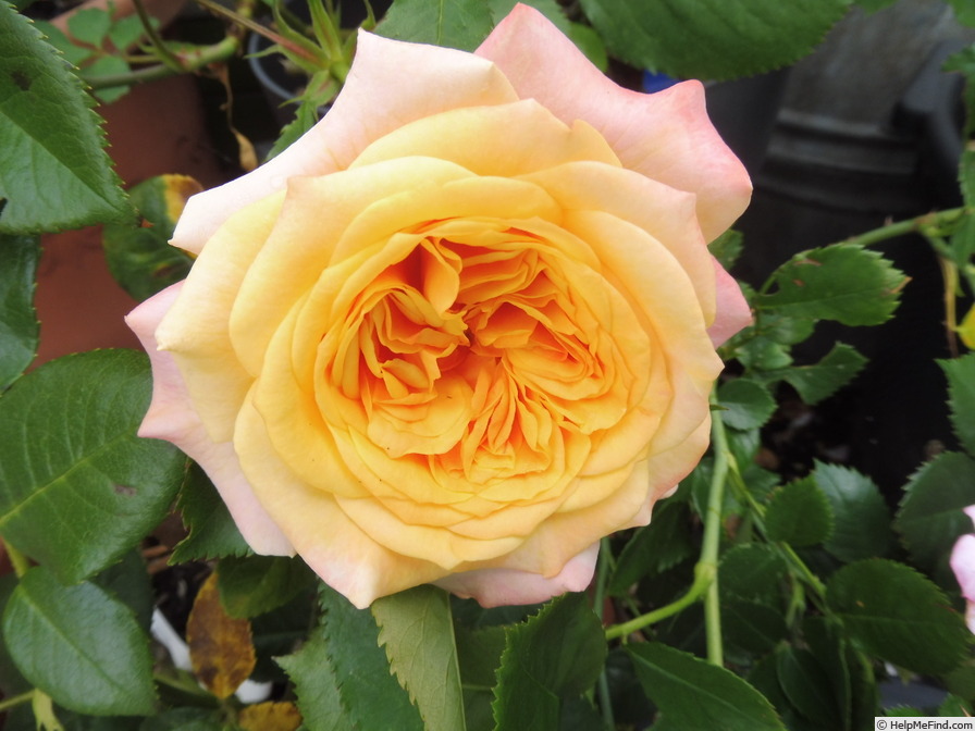 'La Villa Cotta ®' rose photo