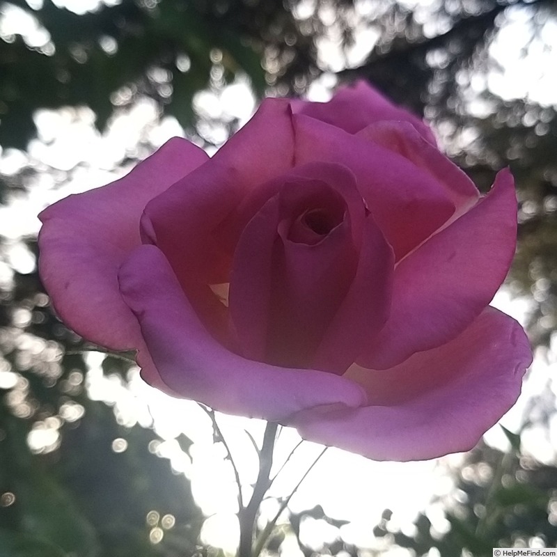 'Grimpant Parfum Royal' rose photo