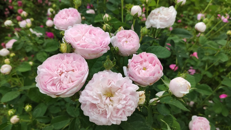 'Duchesse De Montebello (hybrid China, Laffay, 1824)' rose photo