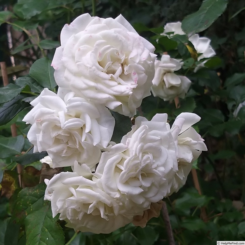 'Schneeküsschen ® (miniature, Kordes 2005/16)' rose photo
