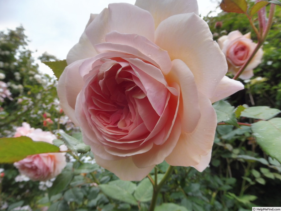 'A Shropshire Lad' rose photo