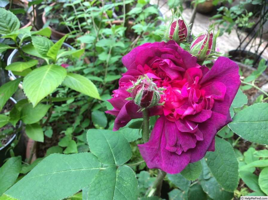 'Indigo (portland, Laffay, 1843)' rose photo