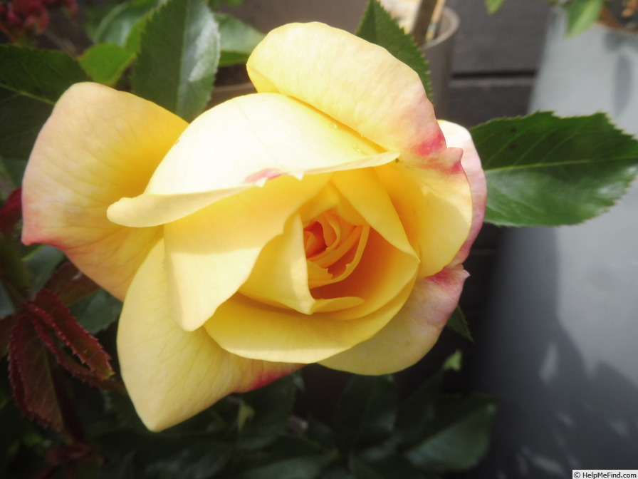 'Lampion ® (floribunda, Evers/Tantau, 2006/12)' rose photo