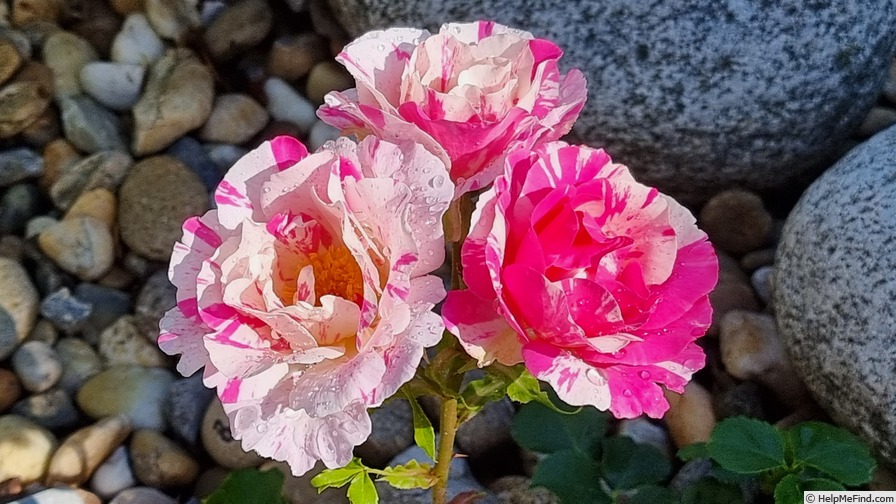 'Berlingot ®' rose photo