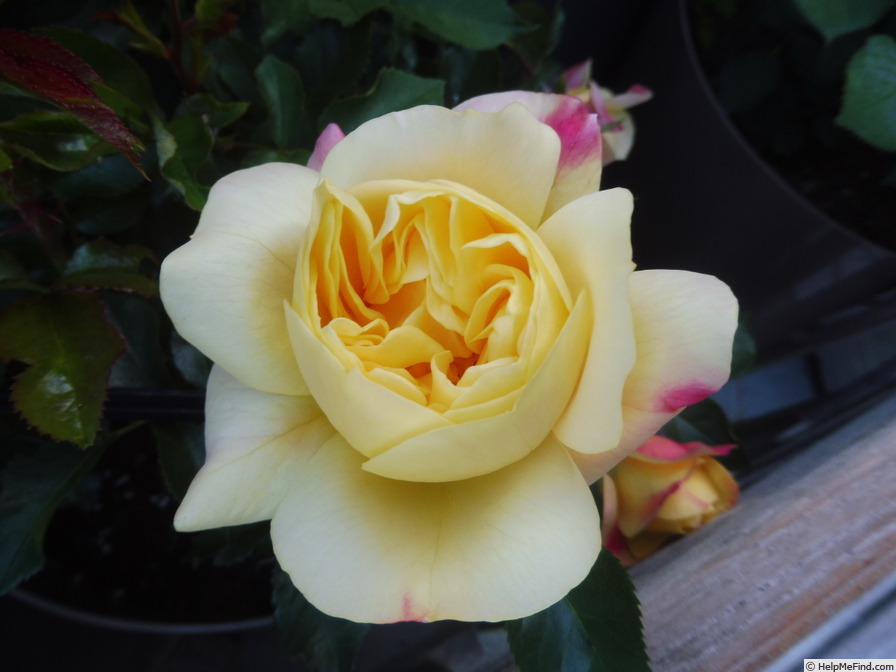 'Lampion ® (floribunda, Evers/Tantau, 2006/12)' rose photo