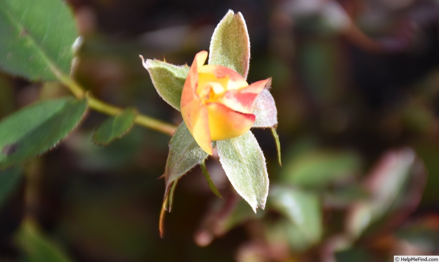 'Chameleon Rose (shrub, Welsh)' rose photo