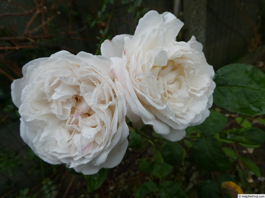 'Winchester Cathedral ®' rose photo