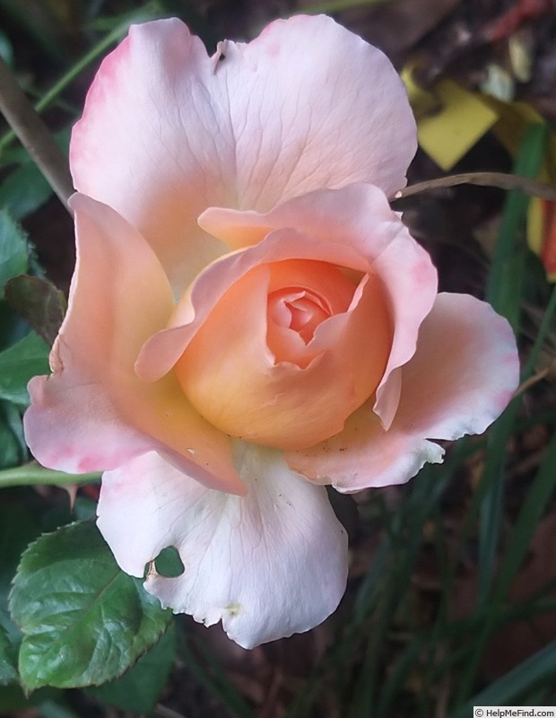 'King Arthur ® (floribunda, Harkness, 1988)' rose photo
