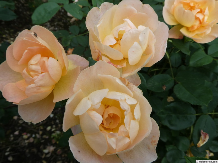 'The Lark Ascending' rose photo