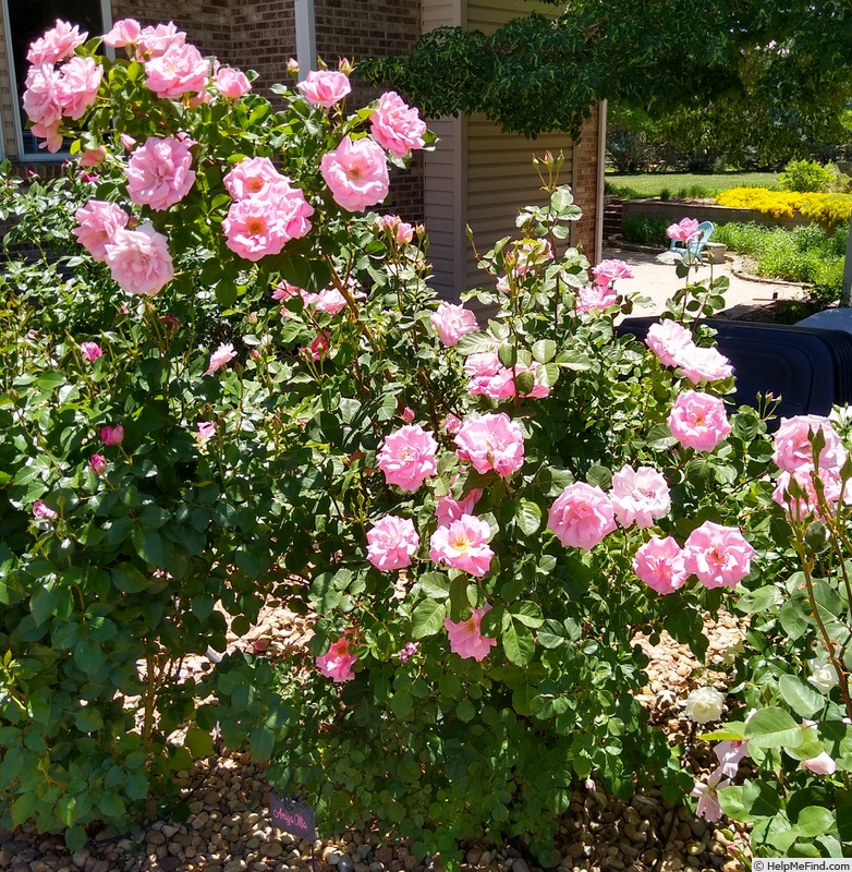 'Amiga Mia' rose photo