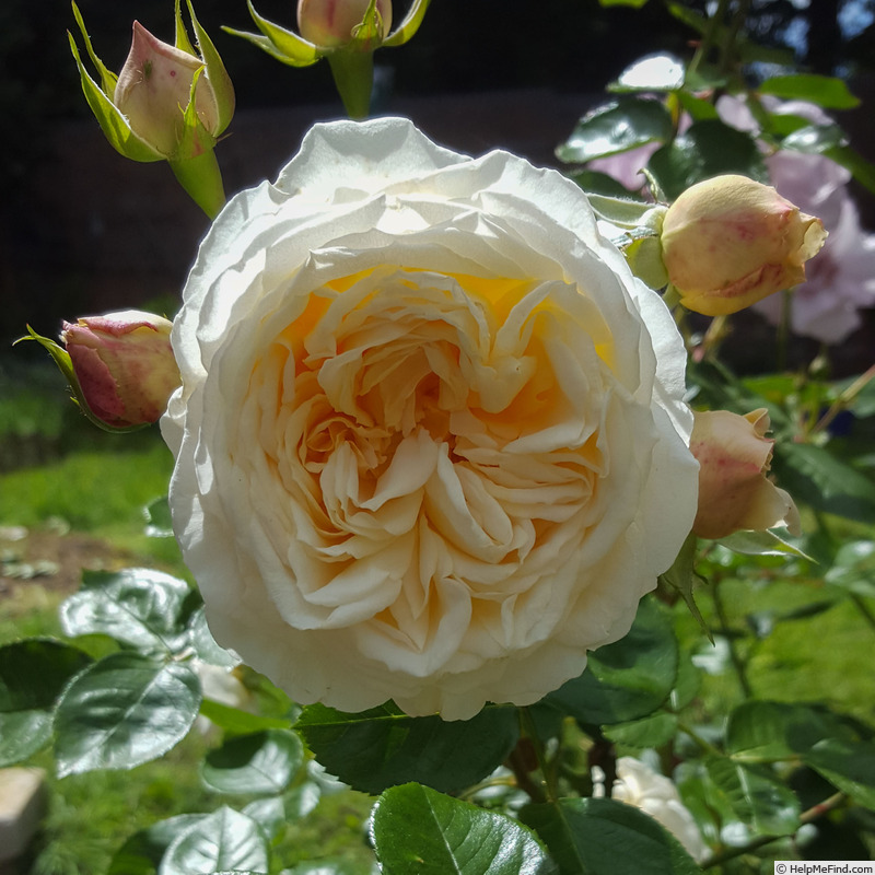 'Cream Abundance' rose photo