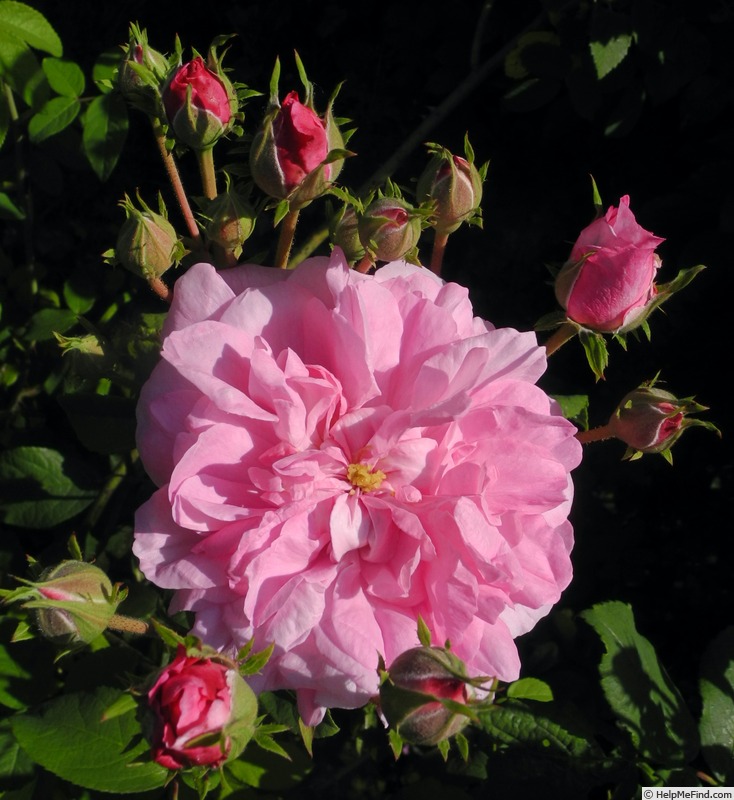 'Ispahan (damask, Unknown, before 1827)' rose photo