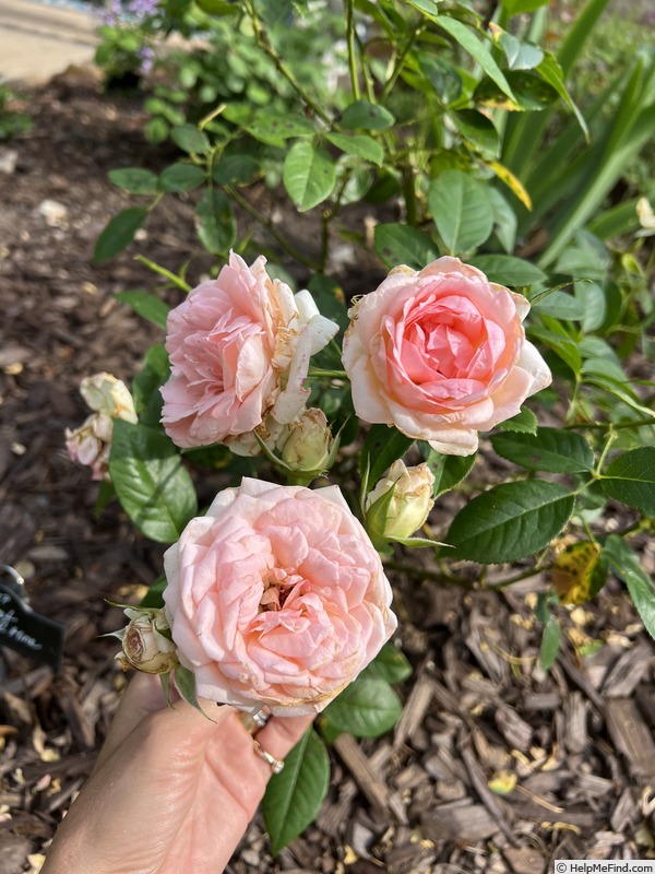 'Sweet Rose of Mine' rose photo
