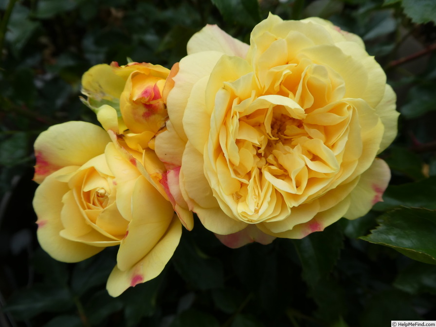 'Lampion ® (floribunda, Evers/Tantau, 2006/12)' rose photo