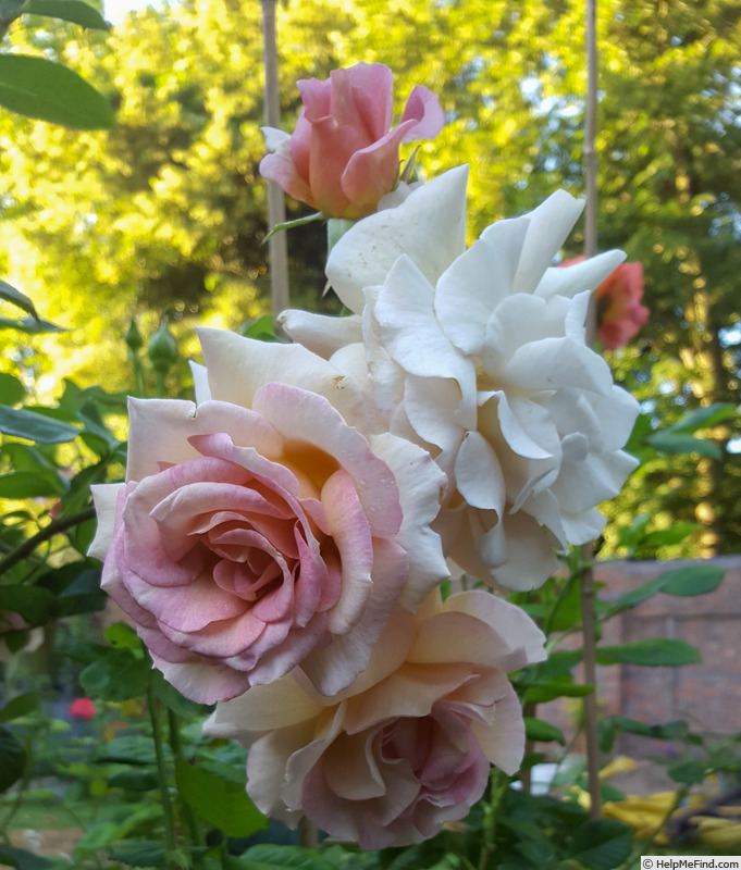 'Vidal Sassoon' rose photo