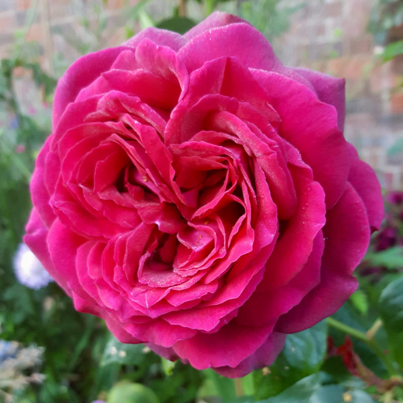 'Royal Parfuma ®' rose photo