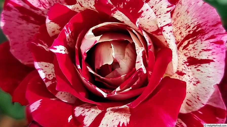 'Julio Iglesias ® (floribunda, Meilland, 2004)' rose photo