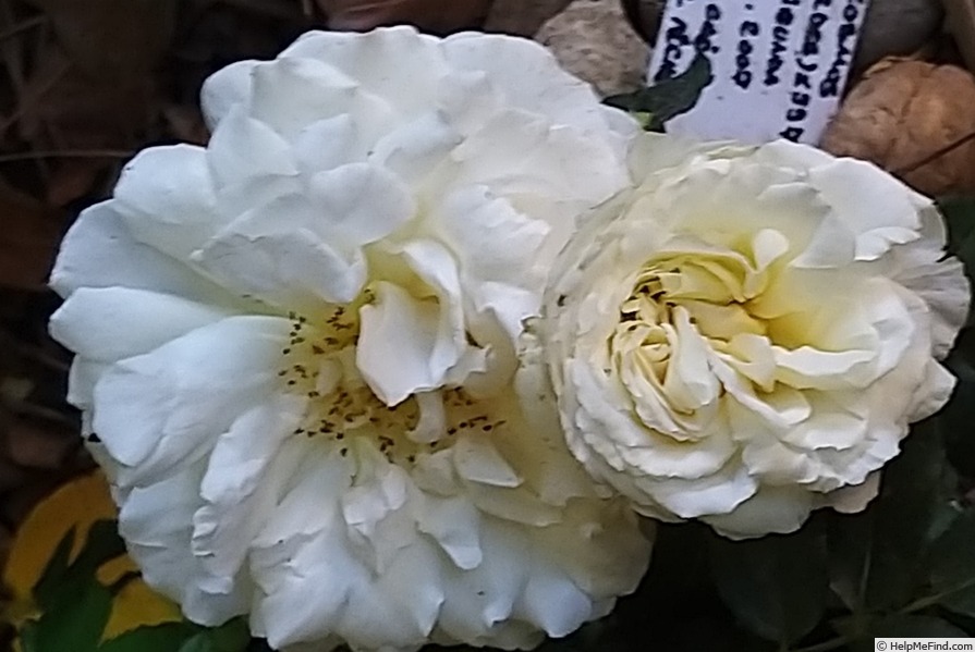 'Kosmos ® Fairy Tale (floribunda, Kordes, 2006)' rose photo