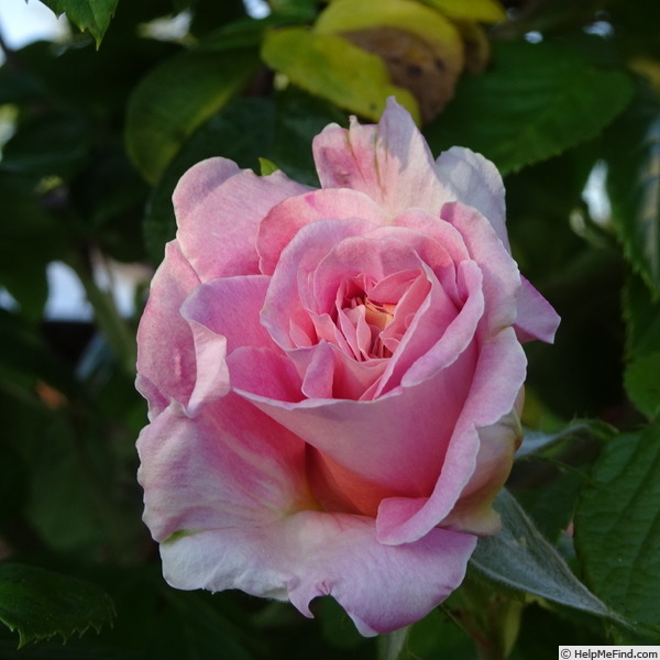 'Vanguard (hybrid rugosa, Stevens 1932)' rose photo