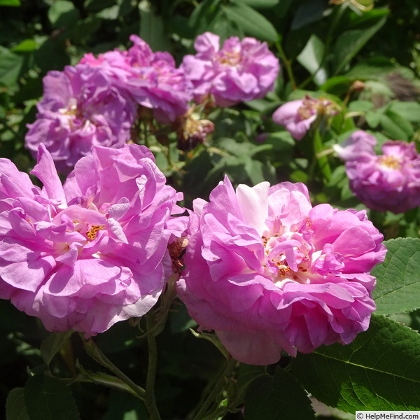 'Salet (Moss, Lacharme, 1854)' rose photo