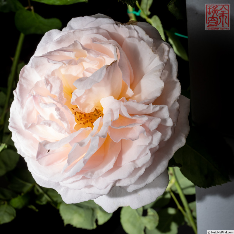 'Domaine de Courson ®' rose photo