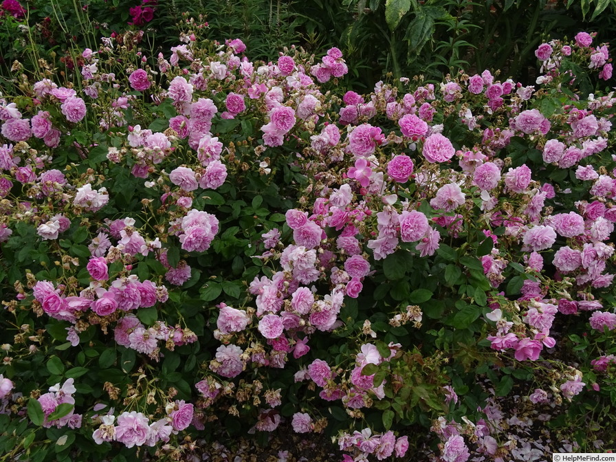 'Harlow Carr ™ (shrub, Austin before 2004)' rose photo