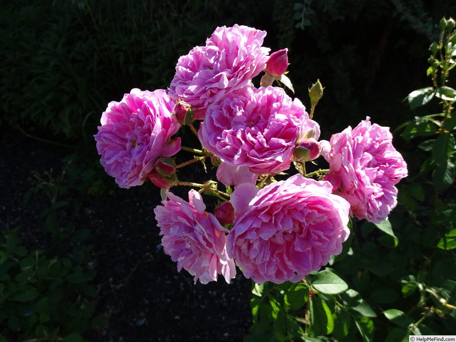 'Harlow Carr ™ (shrub, Austin before 2004)' rose photo