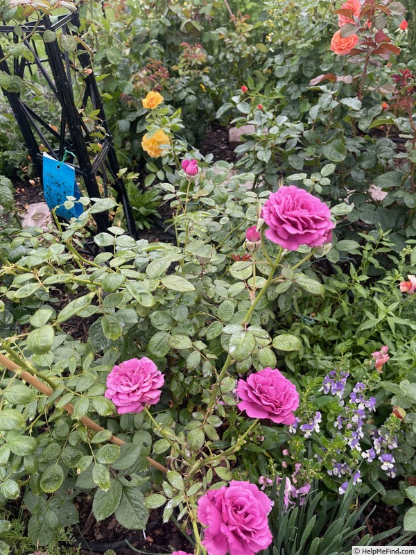 'Celestial Night ™' rose photo