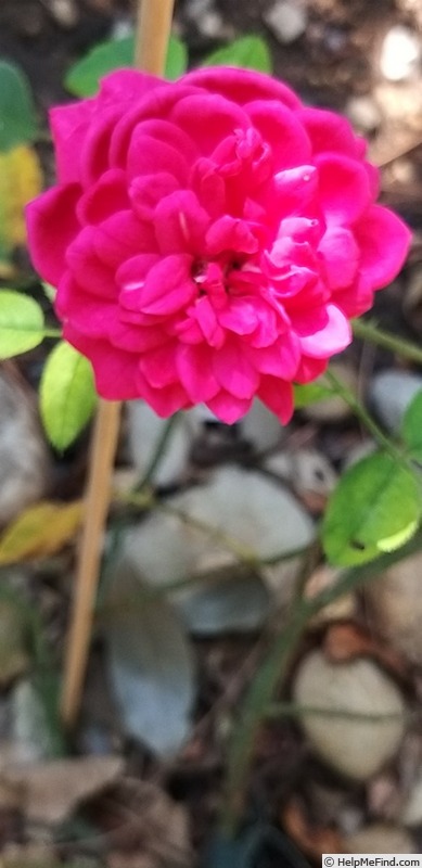 'Braithwaite' rose photo