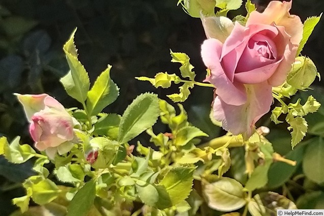 'Novalis ®' rose photo
