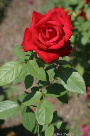 'Olympiad ™ (hybrid tea, McGredy 1972)' rose photo