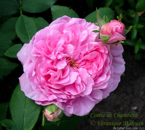'Comte de Chambord - in commerce (possibly 'Mme Boll')' rose photo