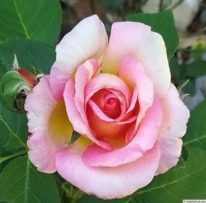 'Marc Chagall ™' rose photo