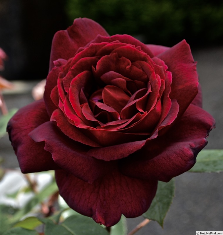'Oklahoma (Hybrid Tea, Swim & Weeks, 1963)' rose photo