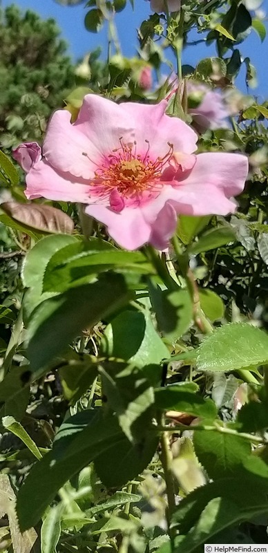 'Peace and Love ® (hybrid hulthemia, Warner, 2006)' rose photo