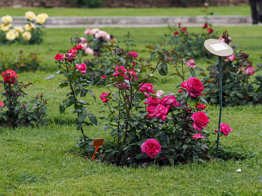 '12.13196.1' rose photo