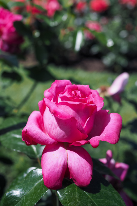 '12.13196.1' rose photo