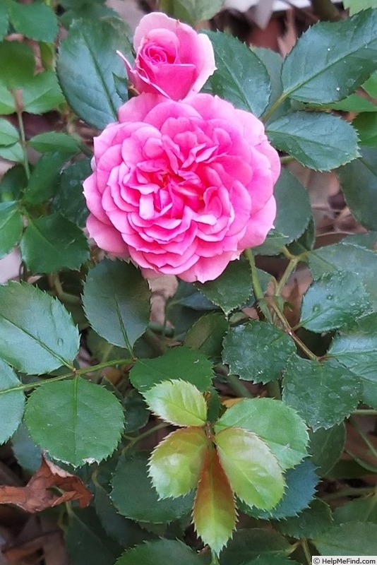 'Amica ® (shrub, Kordes, 2017)' rose photo