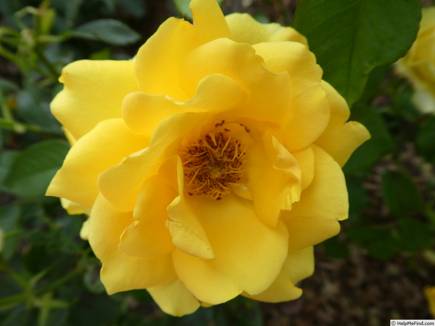 'Gold Reef ®' rose photo