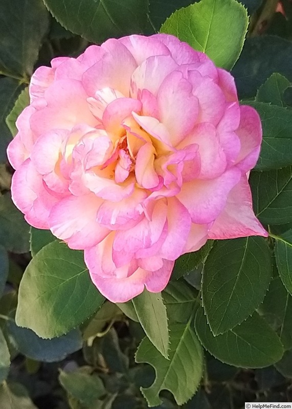 'Marc Chagall ™' rose photo