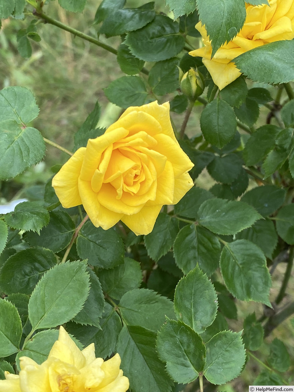 '13-1' rose photo
