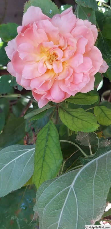 'Boscobel ® (shrub, Austin 2012)' rose photo