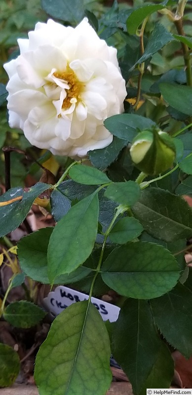 'Kosmos ® Fairy Tale (floribunda, Kordes, 2006)' rose photo